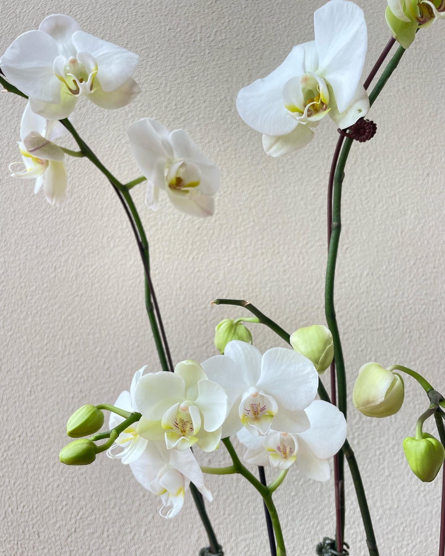 Orchids in Glass
