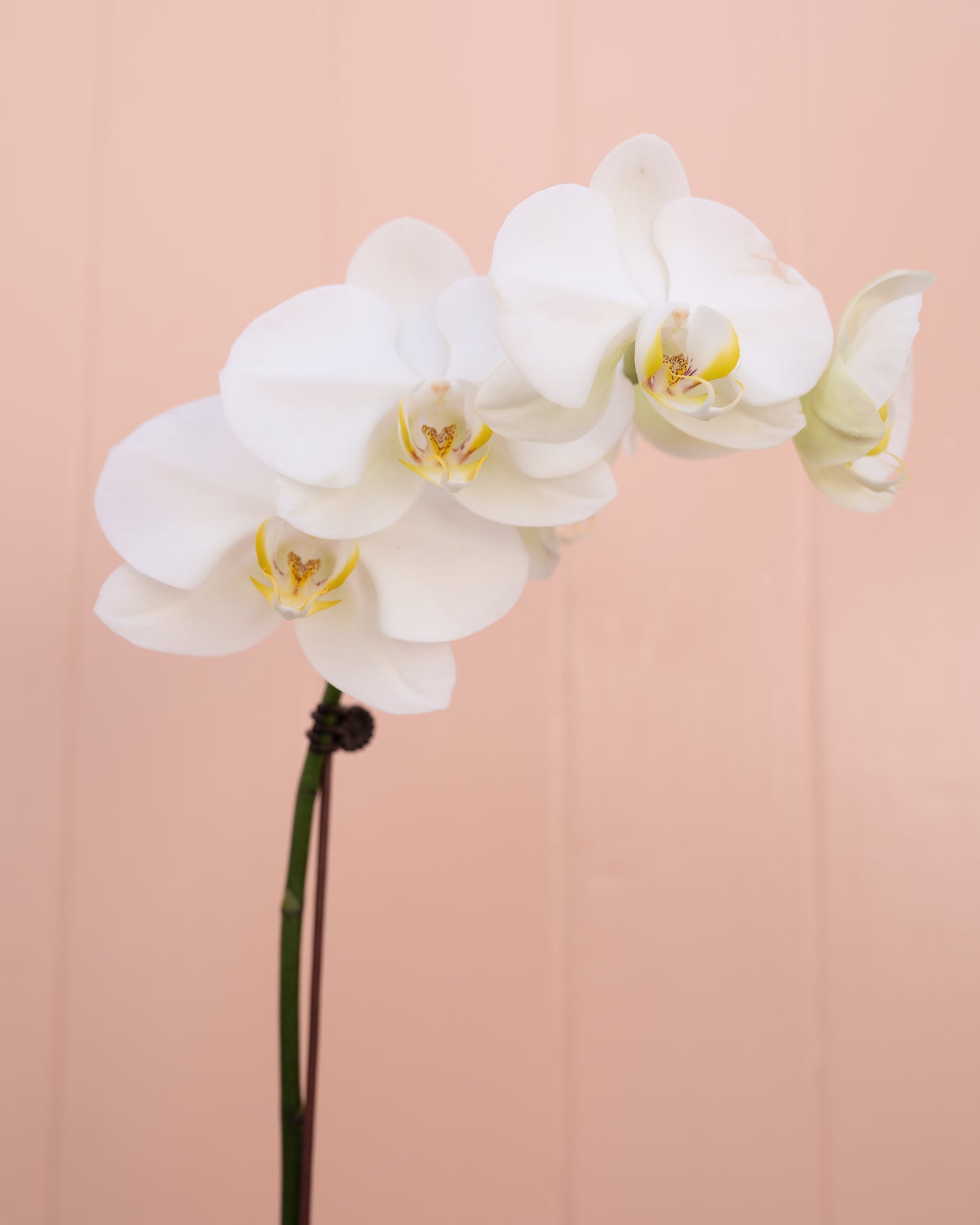 Phalaenopsis Orchids Plant