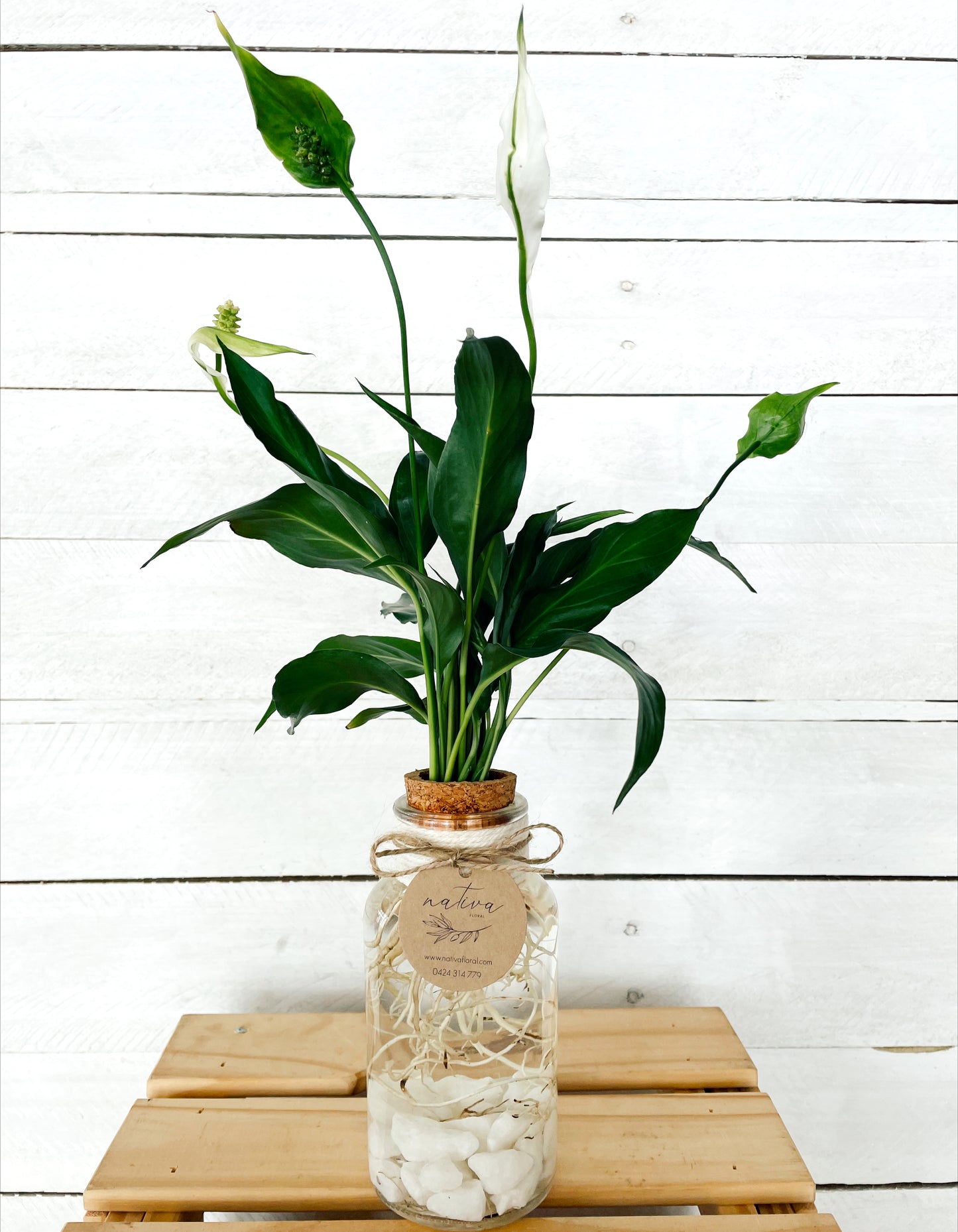 Water Plants 'Peace Lily'