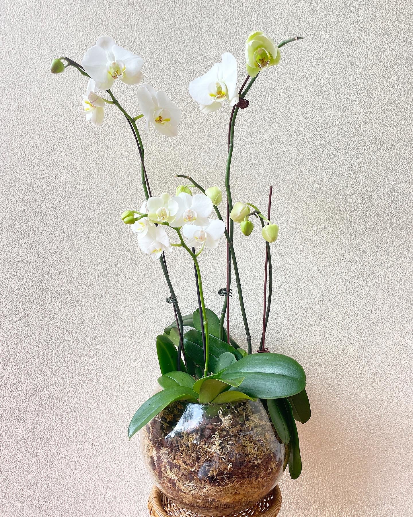 Orchids in Glass