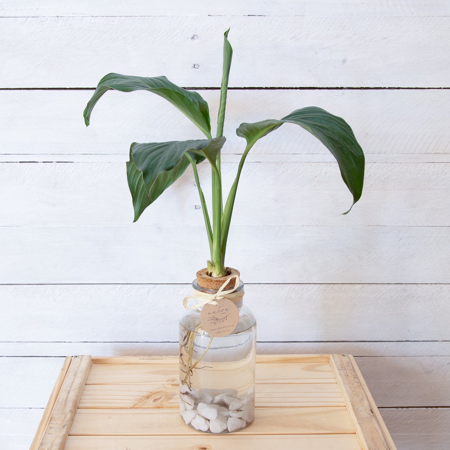 Water Plants 'Peace Lily'