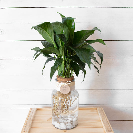 Water Plants 'Peace Lily'