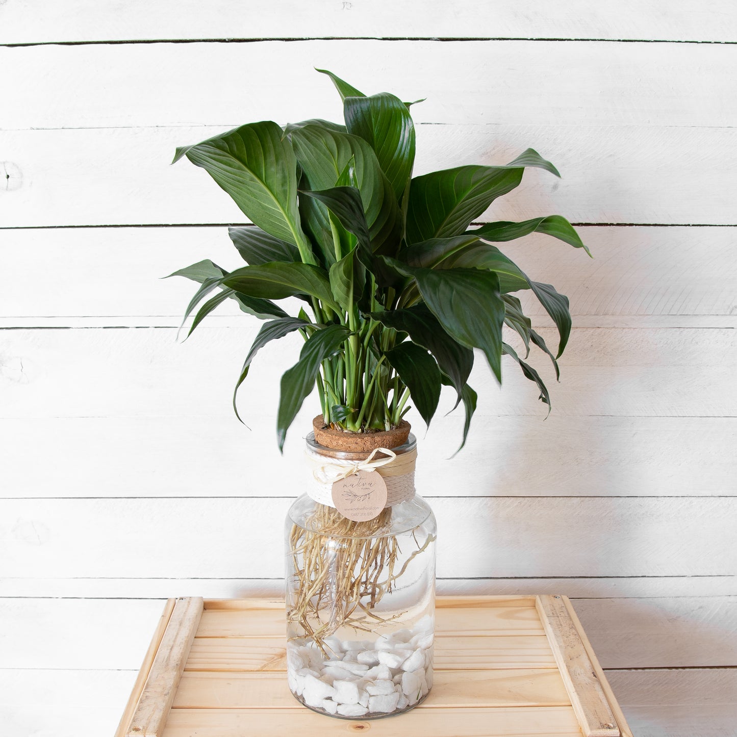 Water Plants 'Peace Lily'