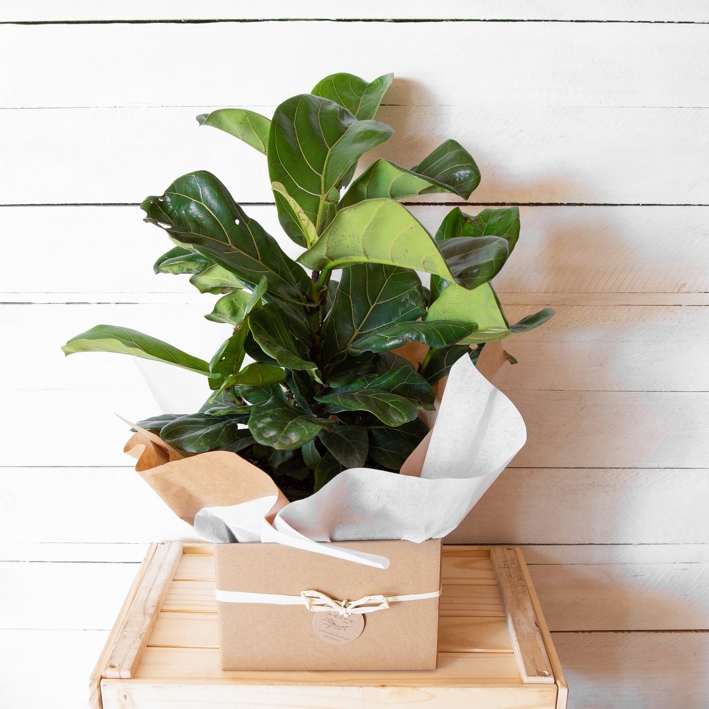 Ficus Lyrata ' Fiddle Leaf Fig'