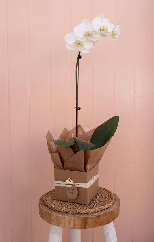 Phalaenopsis Orchids Plant