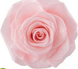 Everlasting Roses