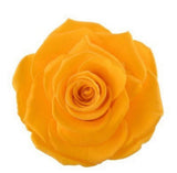 Everlasting Roses