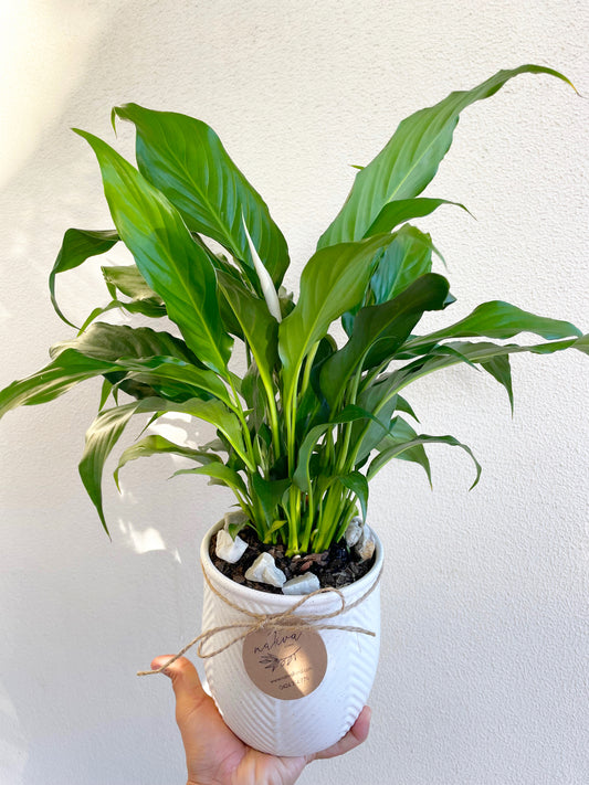 Mini Potted Plant